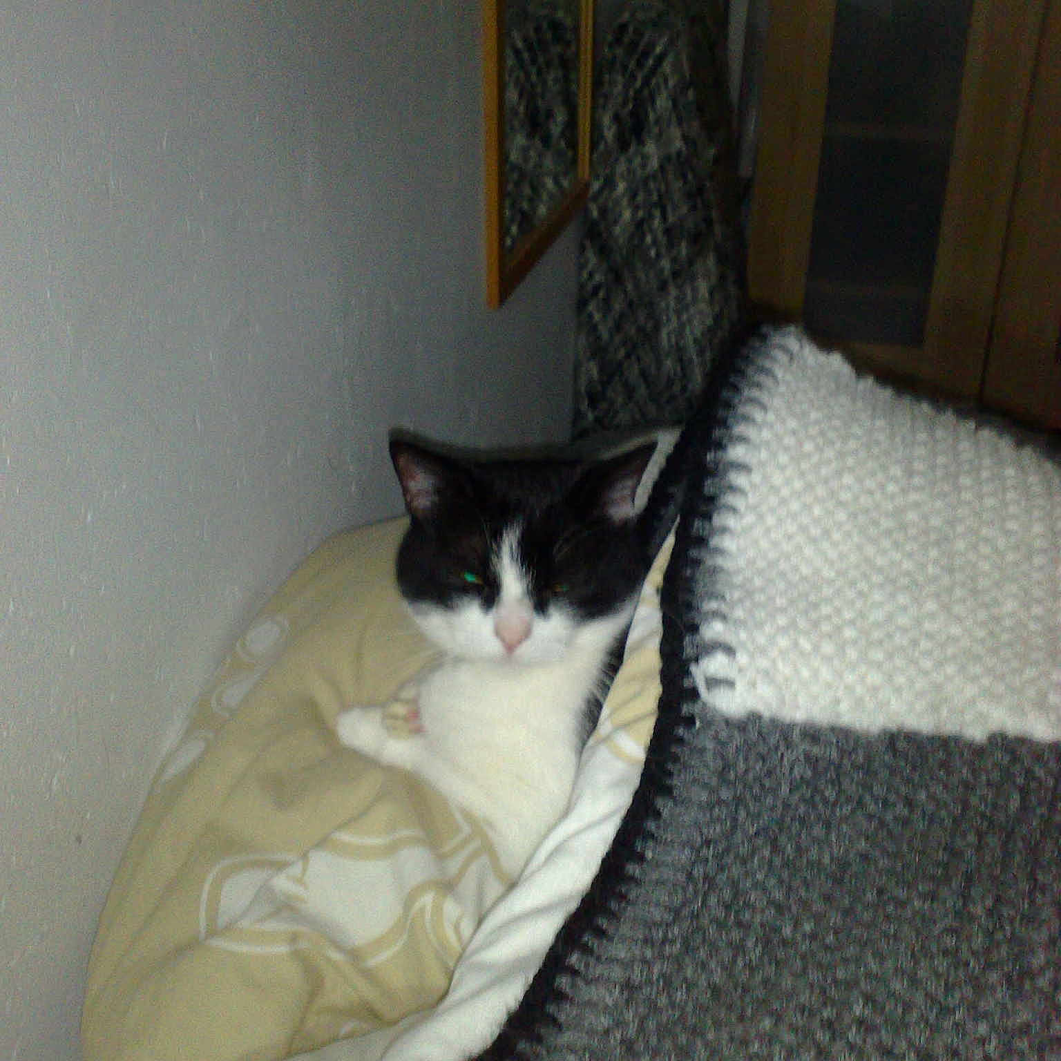Minette