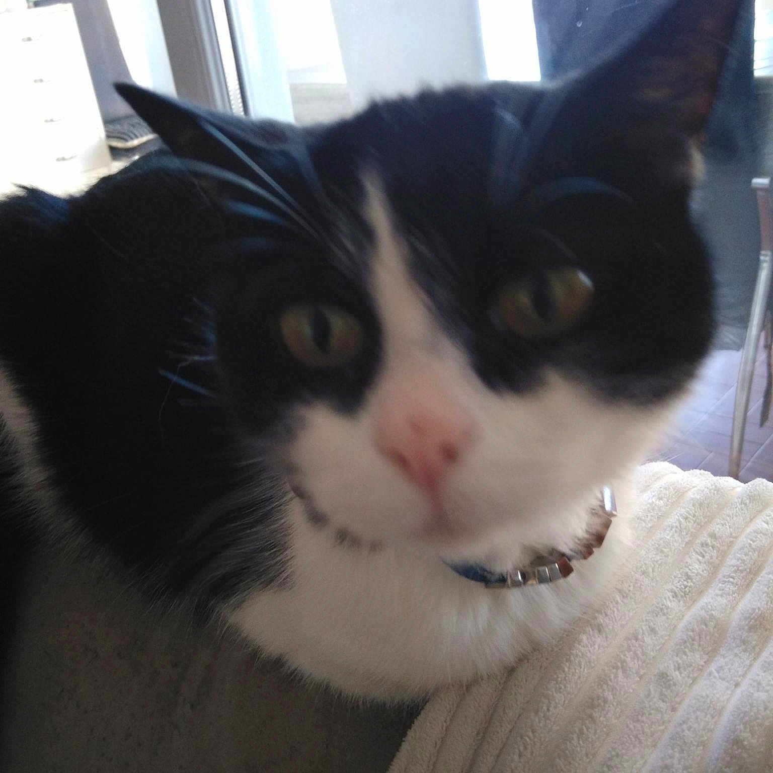 Minette