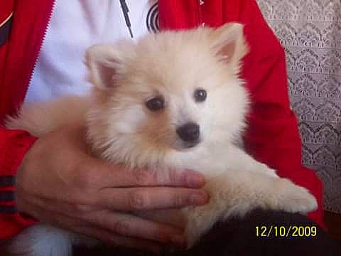 Eden participe au concours pour gagner de l'argent avec cette photo : american_eskimo_dog, canidae, carnivore, companion_dog, dog, dog_breed, german_spitz, german_spitz_mittel, indian_spitz, japanese_spitz, kintamani, mammal, non_sporting_group, pomeranian, puppy, rare_breed_dog, samoyed, spitz, vertebrate, volpino_italiano