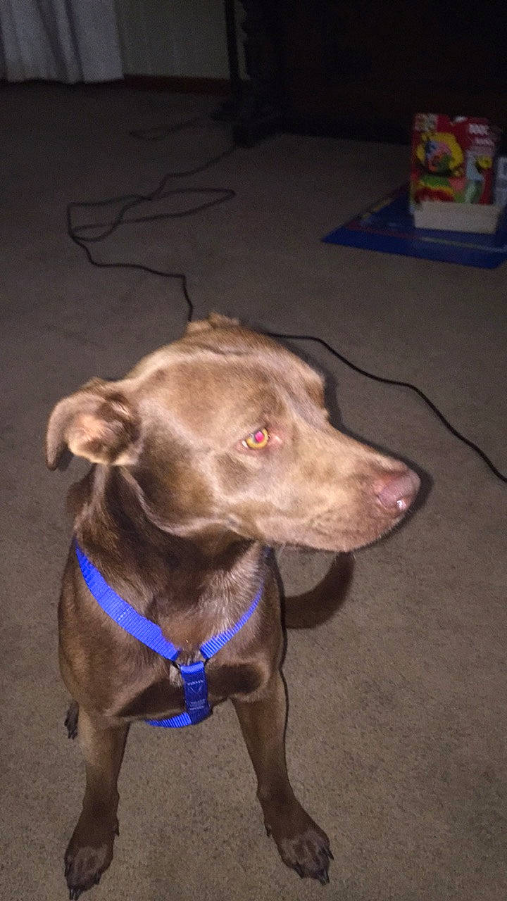 Deuce is registered to the contest to win money with this photo: brown, canidae, carnivore, collar, companion_dog, dog, dog_breed, dog_collar, electric_blue, fashion_accessory, fawn, flooring, fur, leash, liver, pet_supply, snout, sporting_group, whiskers, working_animal