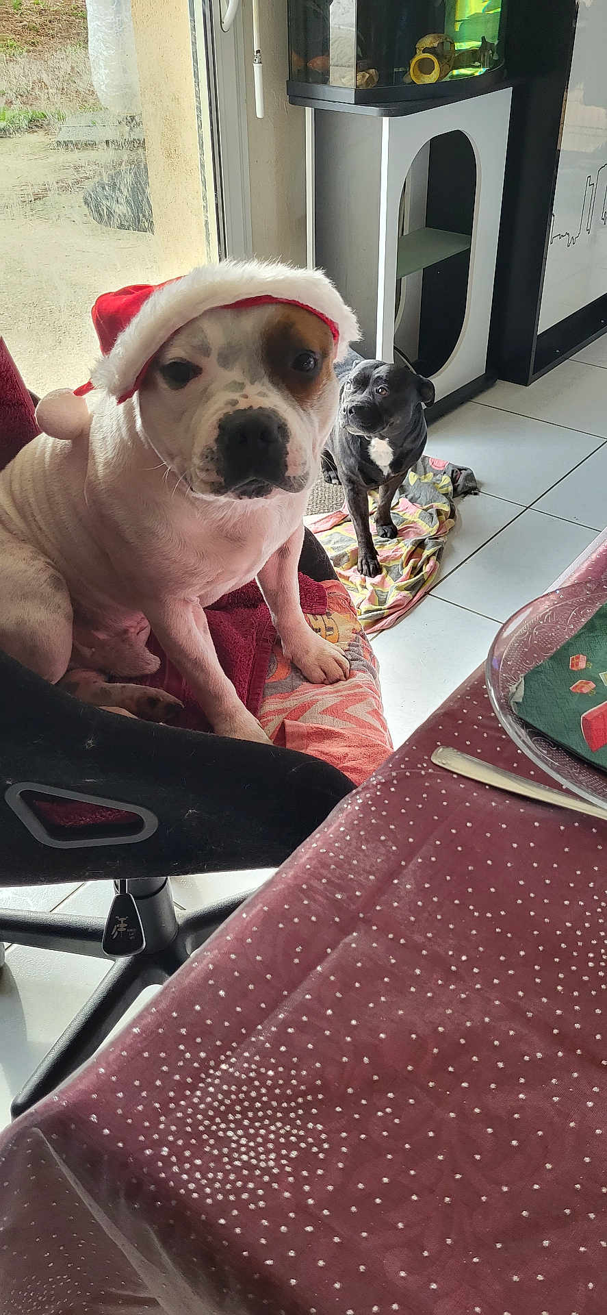 Rocky participe au concours pour gagner de l'argent avec cette photo : dog, indoor, chair, blanket, santa_hat, window, floor, tiled_floor, black_dog, white_dog, spot, fur, pet, animal, household, table, tablecloth, curious, domestic, companion