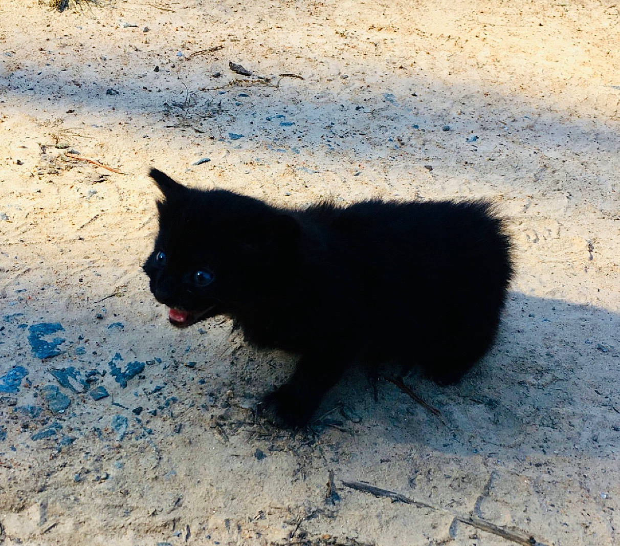 Cricket joined the competition — help win amazing prizes! black, black_cat, canidae, carnivore, cat, domestic_short_haired_cat, felidae, fur, kitten, sand, shadow, sky, small_to_medium_sized_cats, tail, whiskers