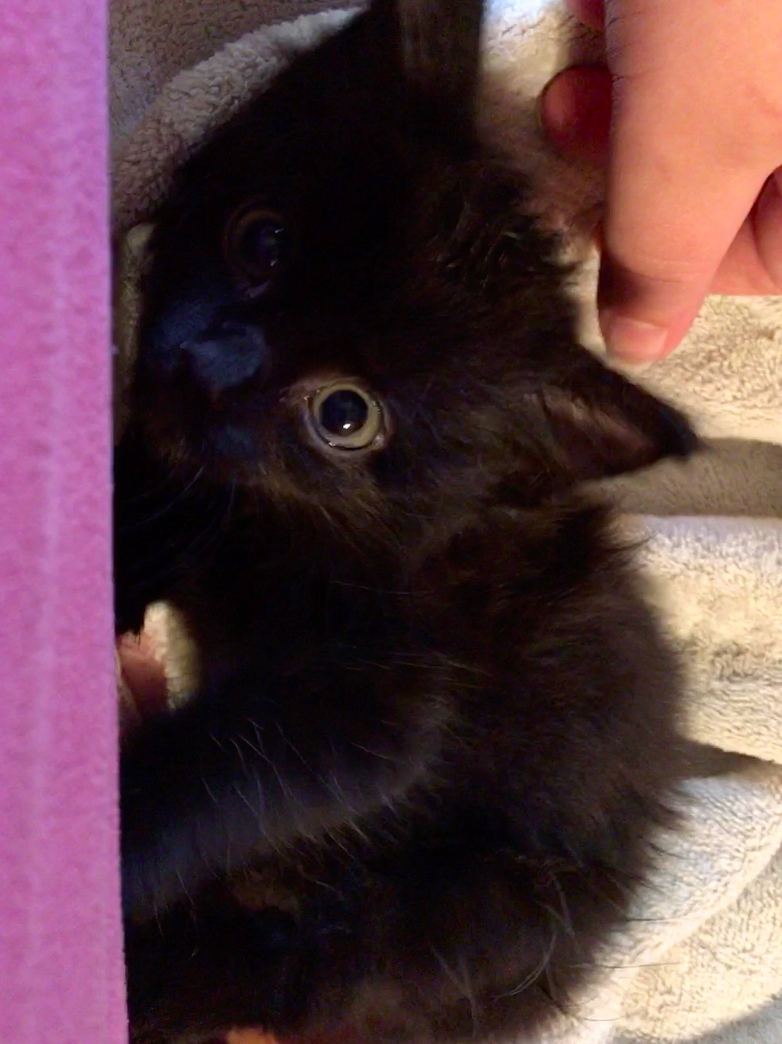 Cricket is registered to the contest to win money with this photo: black_cat, carnivore, cat, domestic_long_haired_cat, fawn, felidae, kitten, mammal, nebelung, skin, small_to_medium_sized_cats, whiskers