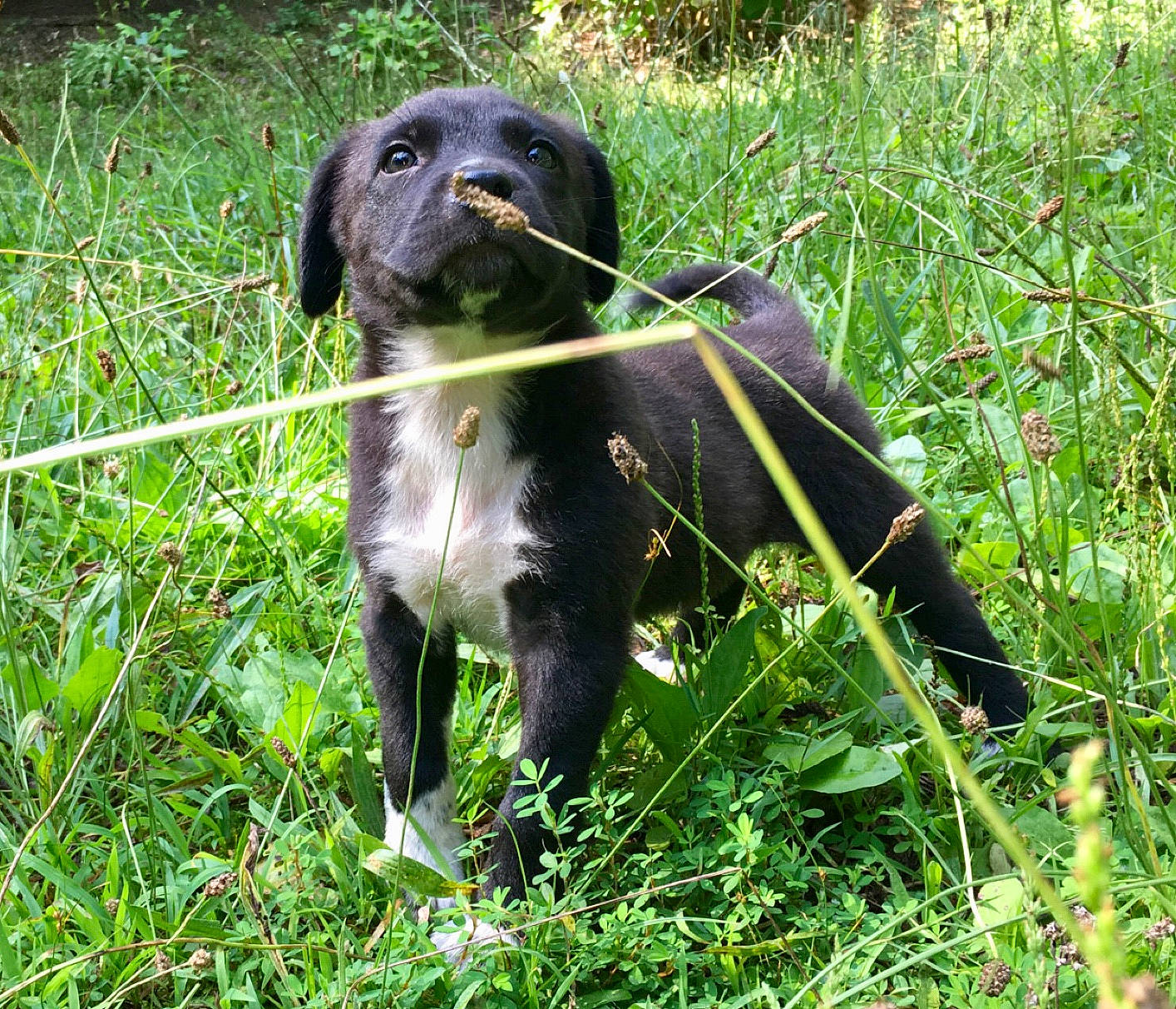 Willow joined the competition — help win amazing prizes! borador, canidae, carnivore, dog, dog_breed, field_trial, german_longhaired_pointer, german_spaniel, grass, hunting_dog, large_munsterlander, mammal, patterdale_terrier, plant, pointing_breed, rare_breed_dog, retriever, small_munsterlander, sporting_group, vertebrate