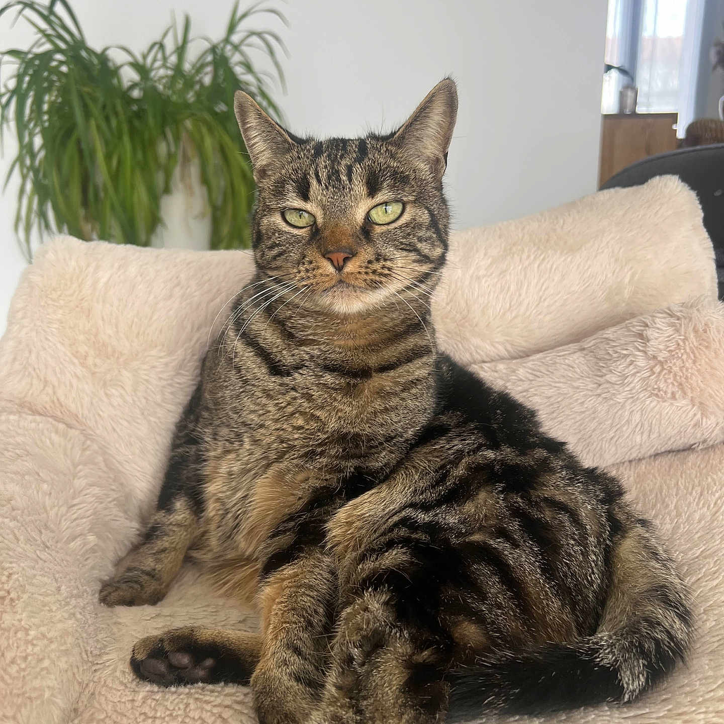 Cookie participe au concours pour gagner de l'argent avec cette photo : animal, cat, cozy, cute, domestic_animal, feline, fluffy_blanket, fur, green_plant, home, indoor, natural_light, paws, pet, relaxed, sitting, tabby, tail, whiskers, window