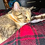 cat, tabby, sleeping, paw, blanket, plaid, red, black, furniture, chair, dresser, indoor, cozy, pet, fur, whiskers, relaxation, domestic, animal, resting