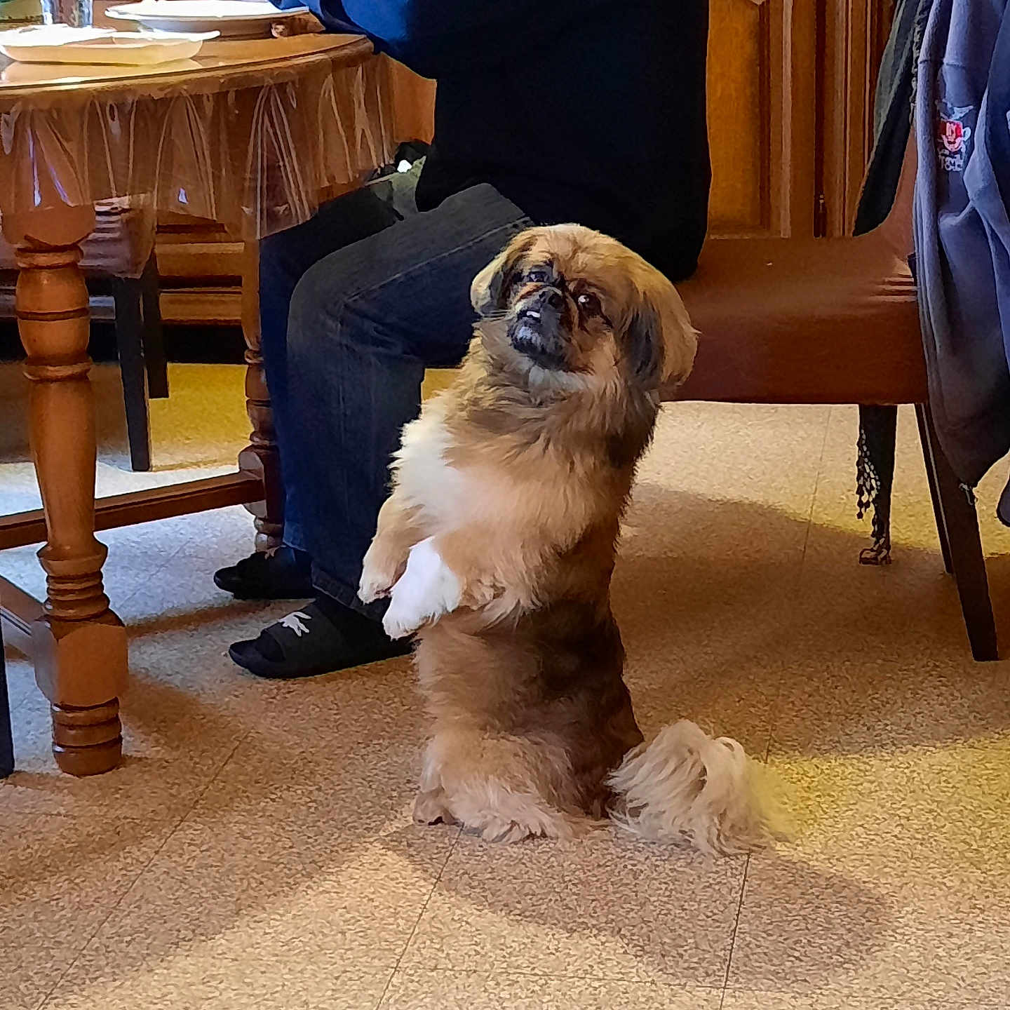 Falco a rejoint le concours — aidez-le/la à gagner de superbes lots ! begging, brown, chair, clothing, curious, dog, domestic, floor, fur, furniture, home, indoor, person, pet, shadow, sitting, small_dog, table, white_paws, wooden