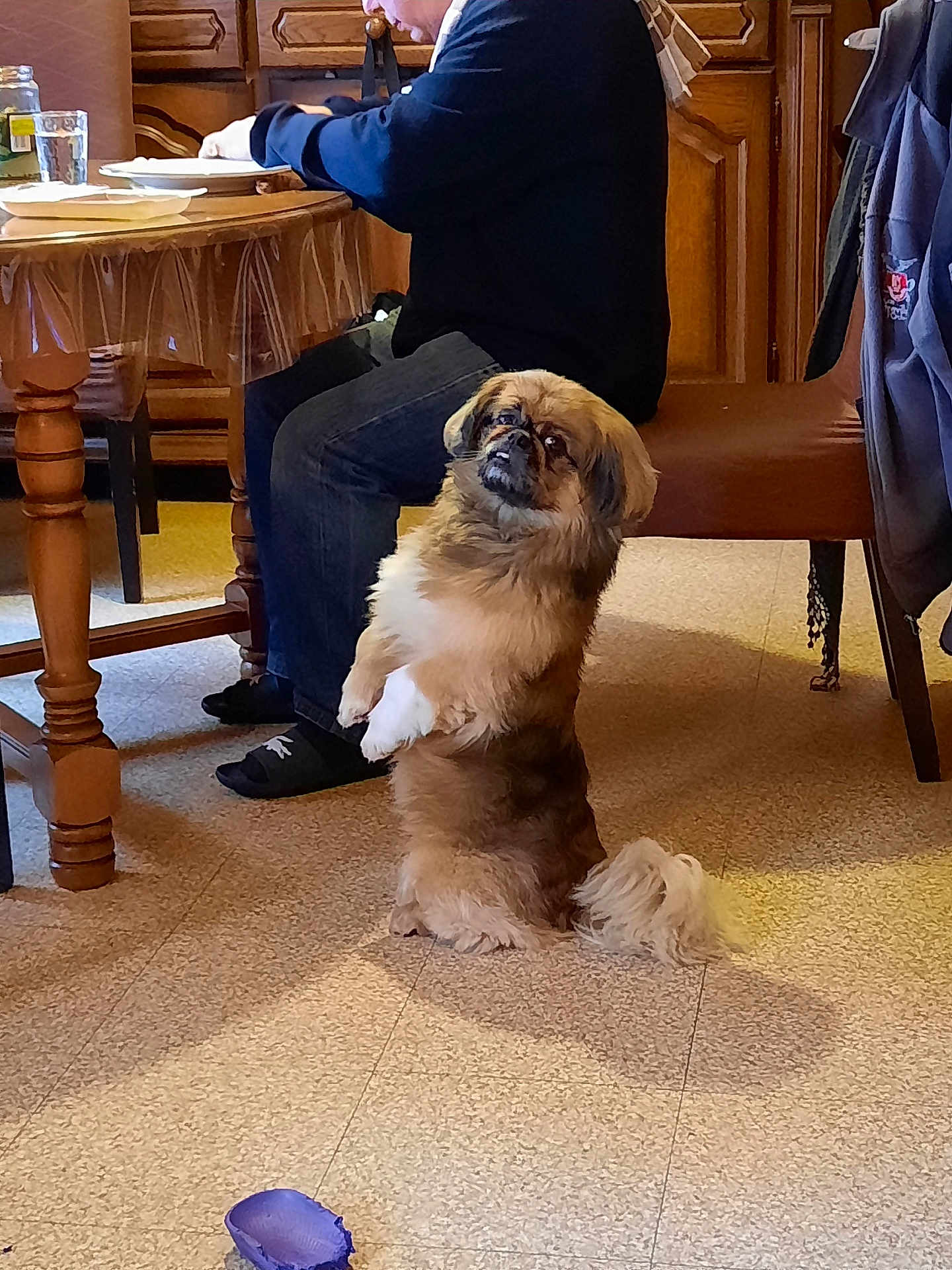 Falco a rejoint le concours — aidez-le/la à gagner de superbes lots ! dog, person, indoor, floor, table, chair, furniture, wooden, clothing, sitting, pet, begging, fur, small_dog, brown, white_paws, curious, domestic, home, shadow