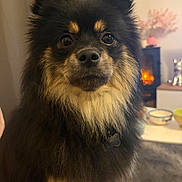 Yumi a rejoint le concours — aidez-le/la à gagner de superbes lots ! dog, fluffy, black, tan, pet, indoor, living_room, fur, close_up, face, eyes, collar, cozy, fireplace, table, bowl, home, cute, animal, portrait