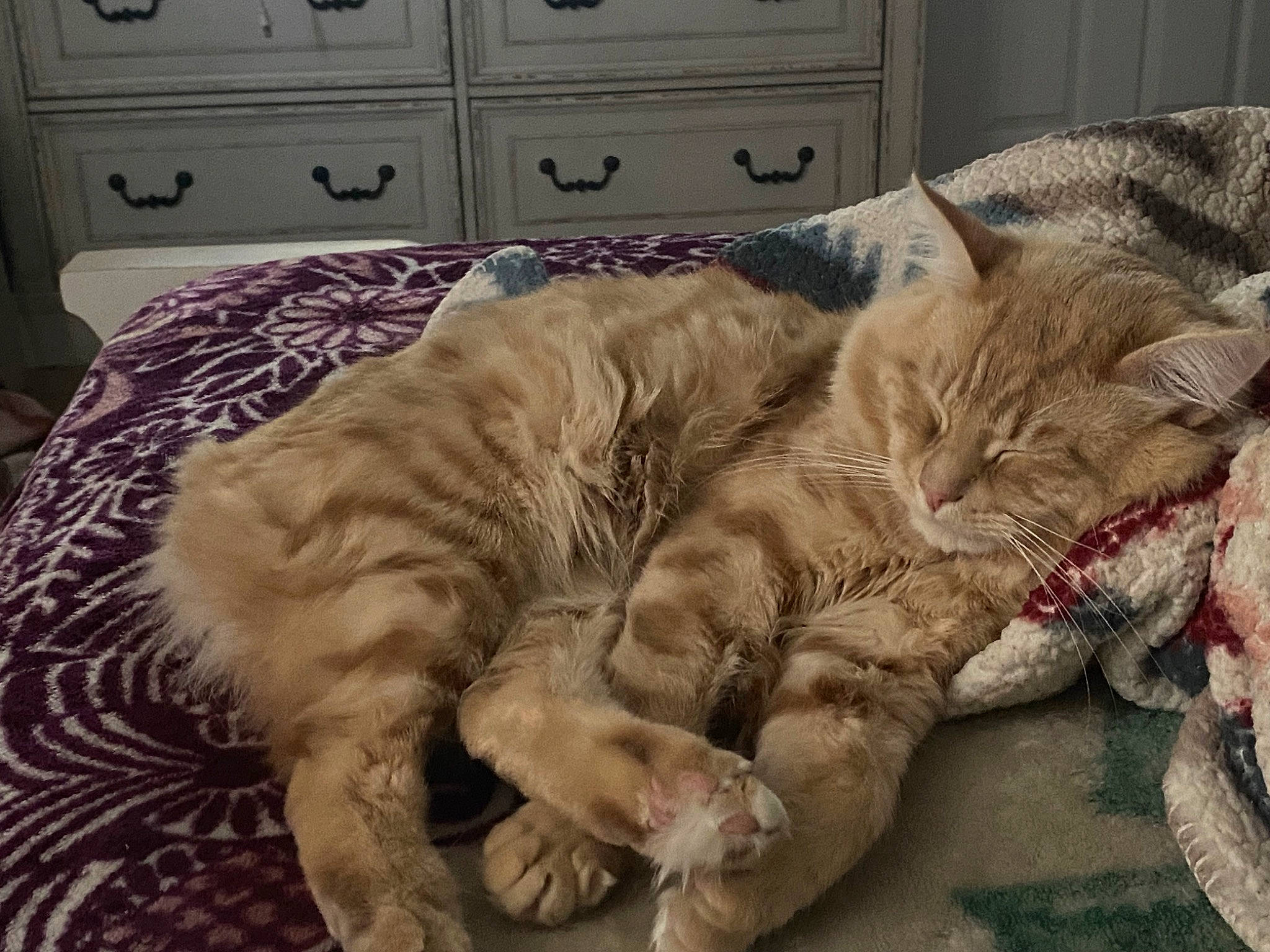 Oro is registered to the contest to win money with this photo: bedding, cabinetry, carnivore, cat, chest_of_drawers, claw, comfort, domestic_short_haired_cat, drawer, felidae, fur, linens, nap, paw, room, sleep, small_to_medium_sized_cats, tail, terrestrial_animal, whiskers