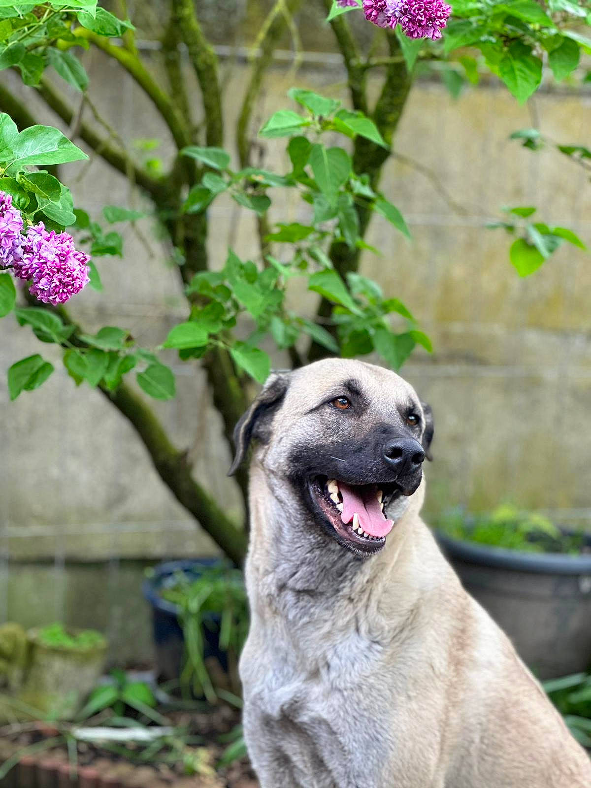 Biscotte participe au concours pour gagner de l'argent avec cette photo : annual_plant, botany, canidae, carnivore, companion_dog, dog, dog_breed, fawn, flower, flowering_plant, flowerpot, garden, grass, houseplant, plant, snout, sporting_group, terrestrial_animal, twig, working_animal