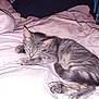 cat, kitten, sleeping, bed, blanket, indoor, pet, feline, cozy, resting, fur, whiskers, paw, cute, animal, domestic, gray, striped, young, peaceful