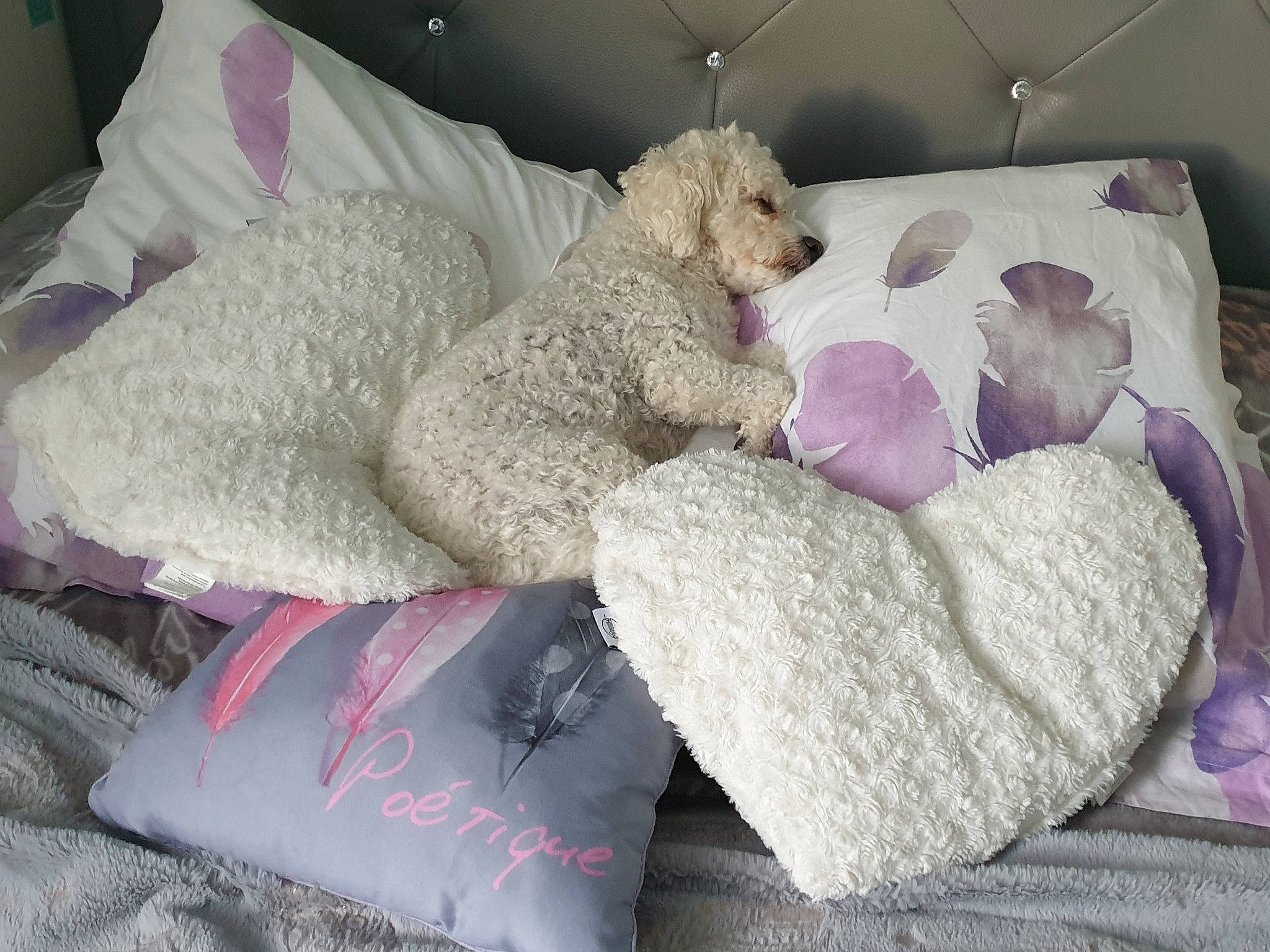 Popcorn participe au concours pour gagner de l'argent avec cette photo : canidae, carnivore, comfort, companion_dog, couch, dog, dog_breed, dog_supply, felidae, fur, grey, linens, nap, poodle, room, sporting_group, studio_couch, stuffed_toy, toy, toy_dog
