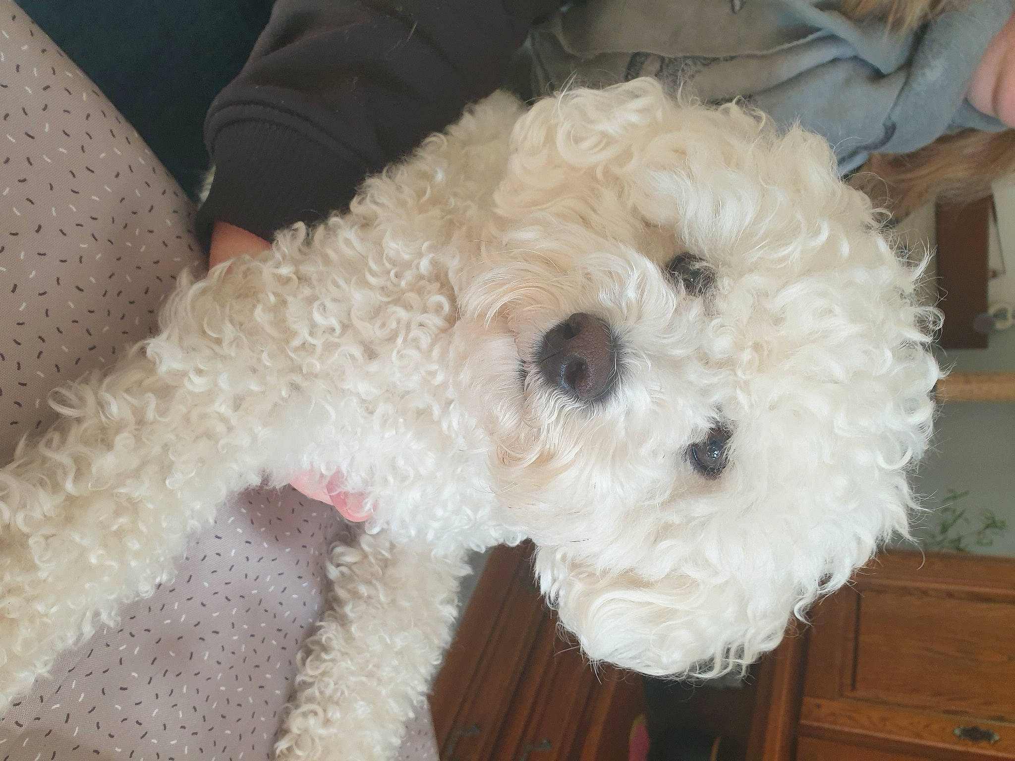 Popcorn participe au concours pour gagner de l'argent avec cette photo : canidae, carnivore, cockapoo, companion_dog, dog, dog_breed, dog_supply, fur, labradoodle, maltepoo, poodle, poodle_crossbreed, small_terrier, snout, sporting_group, terrier, toy, toy_dog, water_dog, working_animal