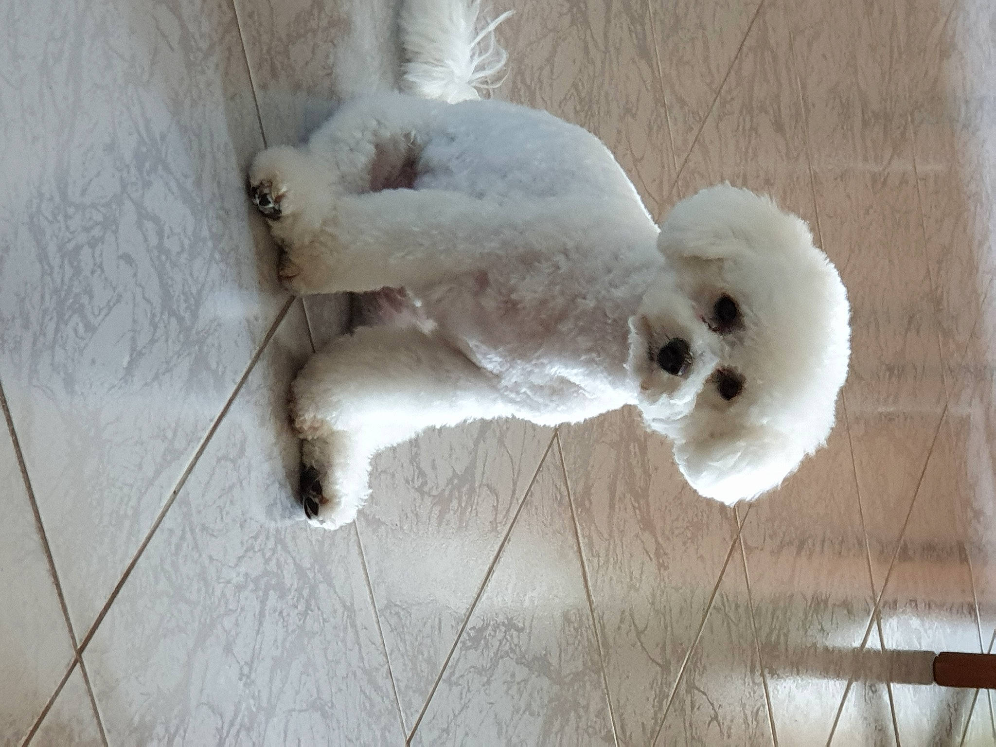 Popcorn participe au concours pour gagner de l'argent avec cette photo : art, canidae, carnivore, companion_dog, dog, dog_breed, feather, fur, non_sporting_group, paw, poodle, snout, sporting_group, tail, toy_dog, wood, wool, working_animal