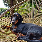 Herbert a rejoint le concours — aidez-le/la à gagner de superbes lots ! animal, black_dog, brown_dog, calm, chair, dachshund, dog, fur, garden, grass, lying_down, nature, outdoor, paw, pet, portrait, relaxed, sunlight, tree, woven_chair