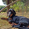 animal, black_dog, brown_dog, calm, chair, dachshund, dog, fur, garden, grass, lying_down, nature, outdoor, paw, pet, portrait, relaxed, sunlight, tree, woven_chair