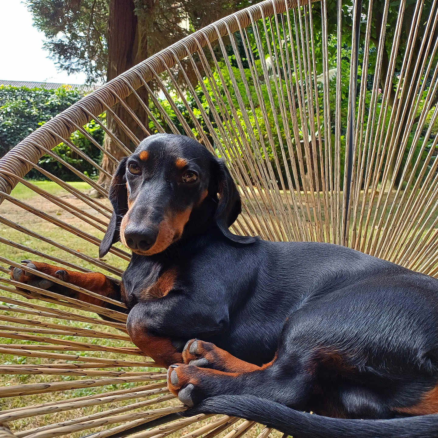 Herbert a rejoint le concours — aidez-le/la à gagner de superbes lots ! animal, black_dog, brown_dog, calm, chair, dachshund, dog, fur, garden, grass, lying_down, nature, outdoor, paw, pet, portrait, relaxed, sunlight, tree, woven_chair