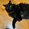 cat, black_cat, fluffy, long_hair, green_eyes, animal, pet, feline, lying_down, relaxed, indoor, wooden_floor, hardwood, portrait, close_up, whiskers, ears, fur, gazing, cute