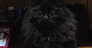 Django a rejoint le concours — aidez-le/la à gagner de superbes lots ! cat, black_cat, fluffy, long_hair, feline, golden_eyes, whiskers, ears, paws, sitting, indoors, wooden_surface, wood_paneling, dark, portrait, pet, animal, direct_gaze, dramatic_lighting, home_interior