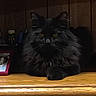 cat, black_cat, fluffy, long_hair, feline, golden_eyes, whiskers, ears, paws, sitting, indoors, wooden_surface, wood_paneling, dark, portrait, pet, animal, direct_gaze, dramatic_lighting, home_interior