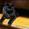 Django participe au concours pour gagner de l'argent avec cette photo : cat, gray_cat, fluffy, long_hair, feline, pet, animal, portrait, lying_down, sitting, wooden_bench, wood_paneling, indoor, home, sunlight, yellow_wood, whiskers, ears, eyes, relaxed