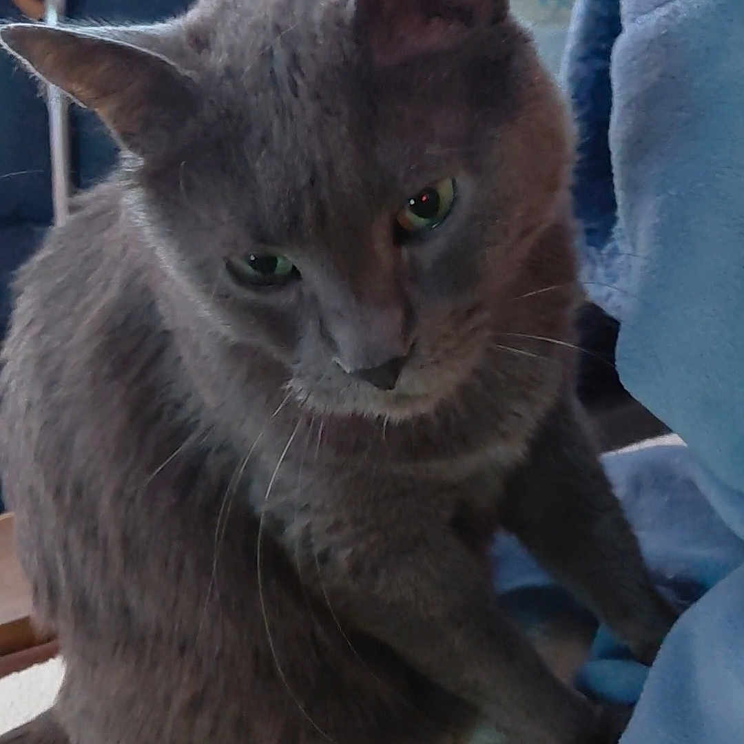 Persée a rejoint le concours — aidez-le/la à gagner de superbes lots ! animal, blanket, cat, close_up, contemplative, cozy, curious, ears, fabric, feline, fur, gray_cat, green_eyes, home, indoor, looking_down, pet, sitting, soft_lighting, whiskers