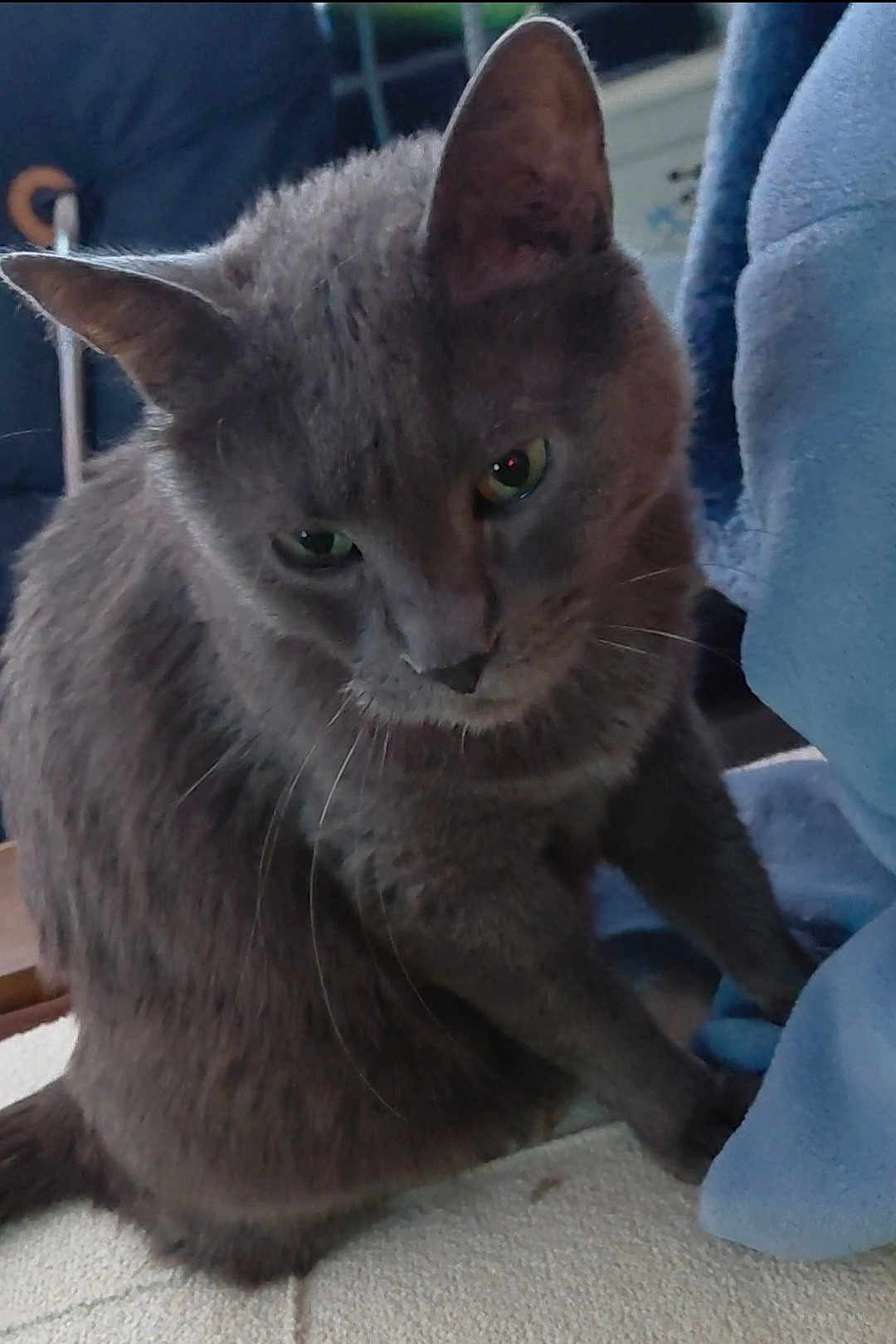 Persée a rejoint le concours — aidez-le/la à gagner de superbes lots ! cat, gray_cat, pet, animal, feline, indoor, close_up, fur, whiskers, ears, green_eyes, sitting, looking_down, curious, contemplative, soft_lighting, blanket, fabric, home, cozy