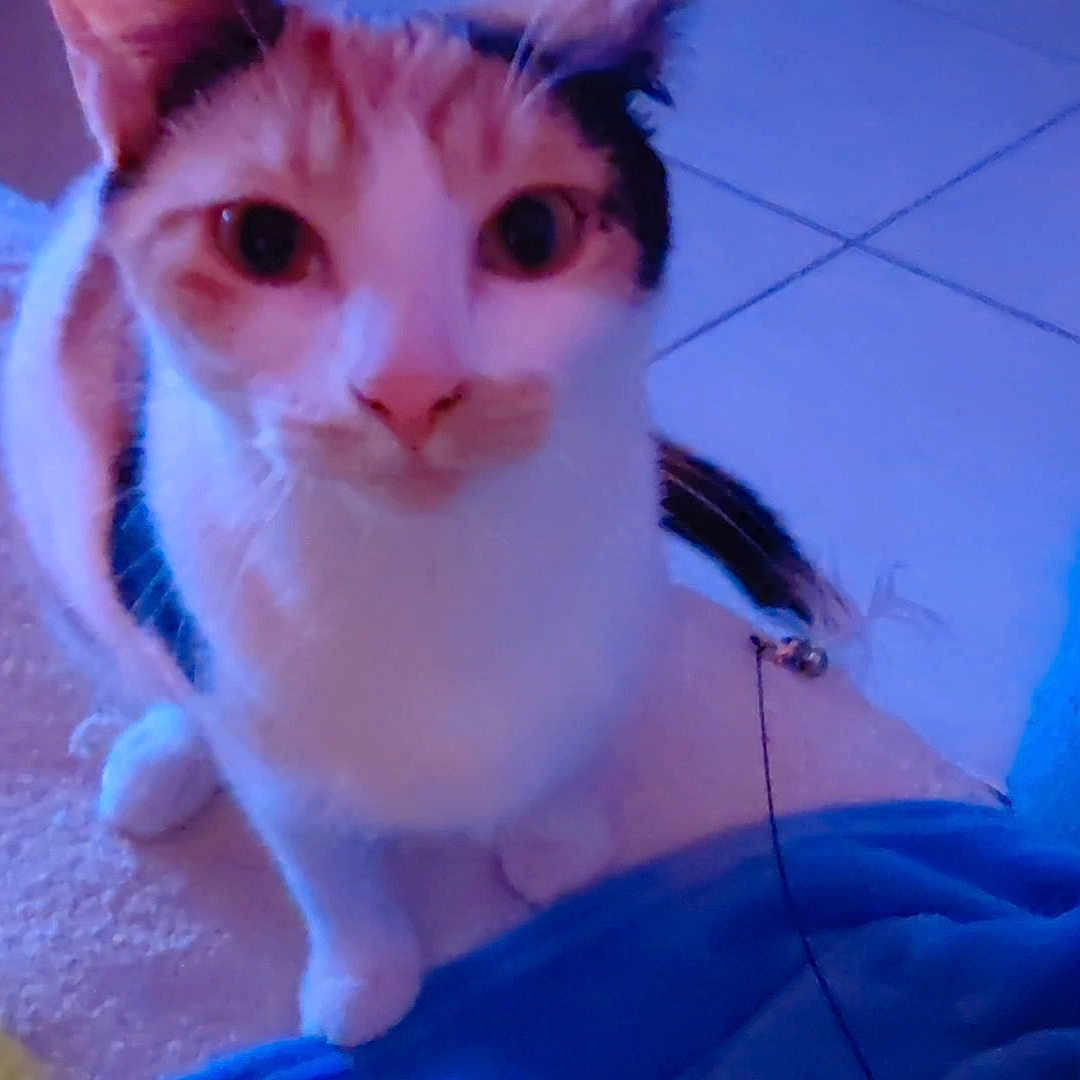 Clio a rejoint le concours — aidez-le/la à gagner de superbes lots ! animal, blue_light, cat, closeup, curious, cute, domestic_animal, ears, feline, floor, fur, indoor, looking, paws, pet, portrait, sitting, tail, texture, whiskers