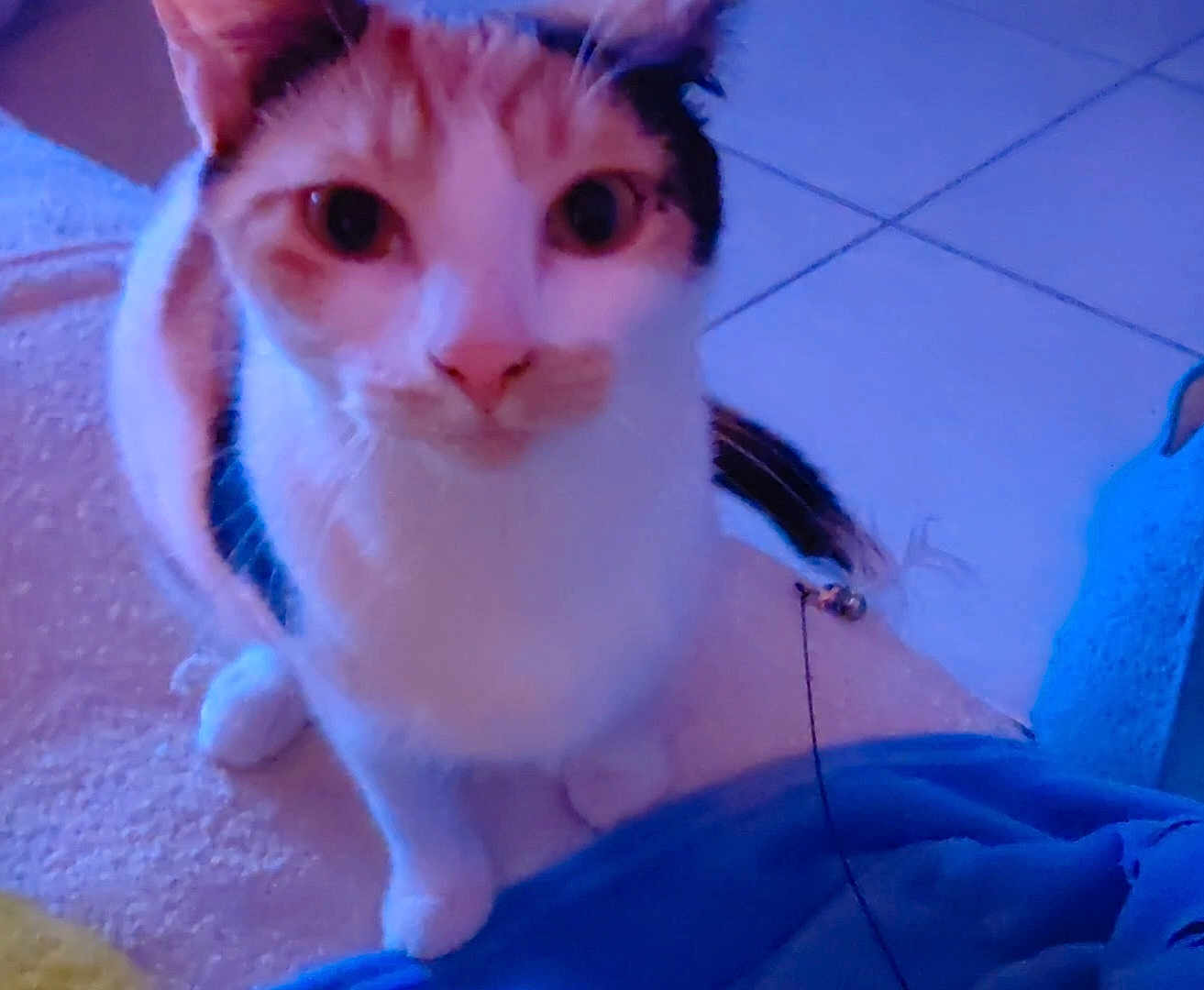 Clio a rejoint le concours — aidez-le/la à gagner de superbes lots ! cat, pet, indoor, floor, curious, animal, feline, closeup, sitting, whiskers, ears, paws, tail, fur, looking, domestic_animal, cute, portrait, blue_light, texture