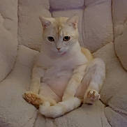 Ego a rejoint le concours — aidez-le/la à gagner de superbes lots ! cat, cream_color, fluffy, sitting, chair, cozy, indoor, pet, cute, feline, relaxed, cushion, soft, animal, domestic, whiskers, paws, ears, eyes, fur