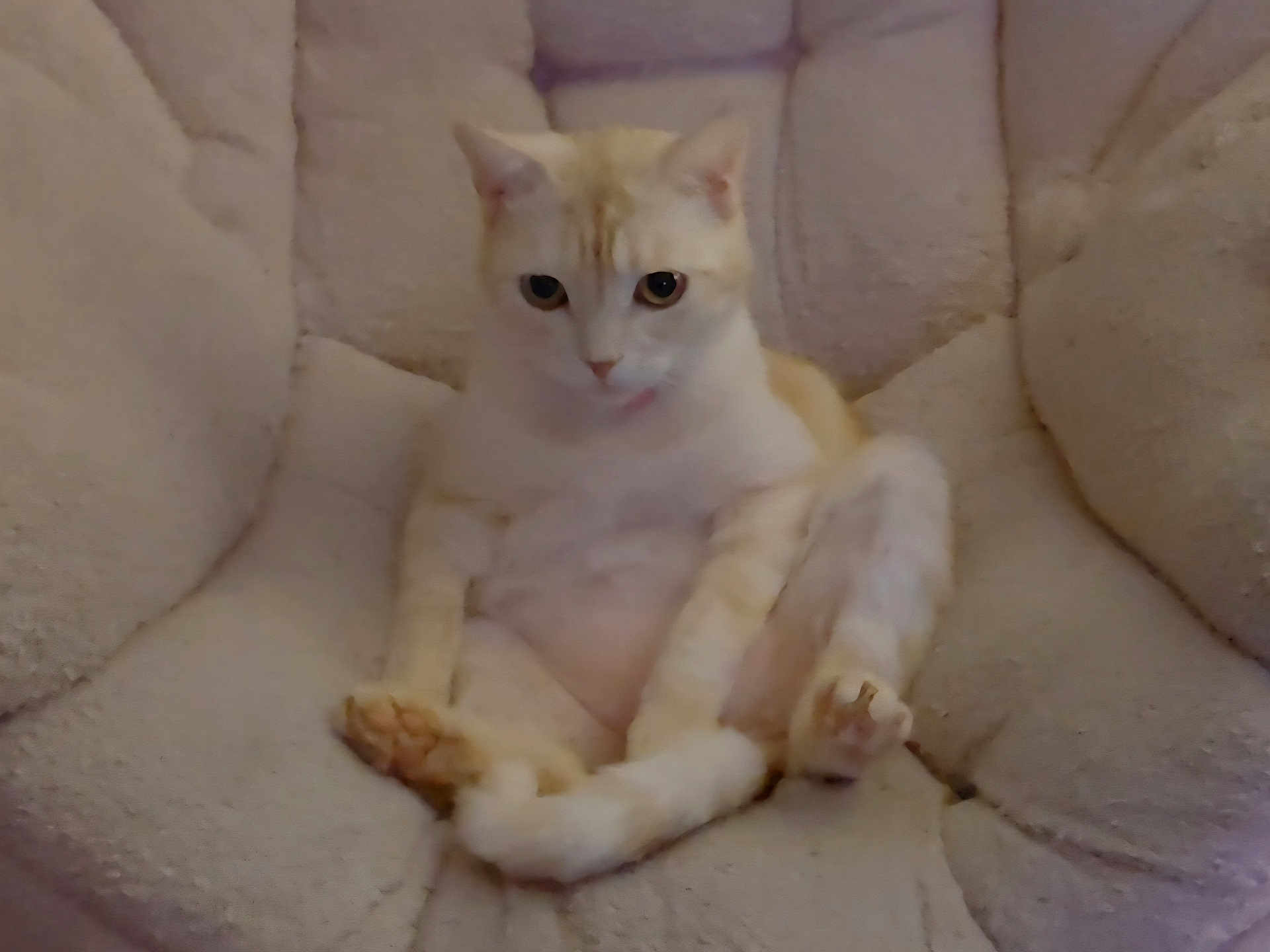 Ego a rejoint le concours — aidez-le/la à gagner de superbes lots ! cat, cream_color, fluffy, sitting, chair, cozy, indoor, pet, cute, feline, relaxed, cushion, soft, animal, domestic, whiskers, paws, ears, eyes, fur