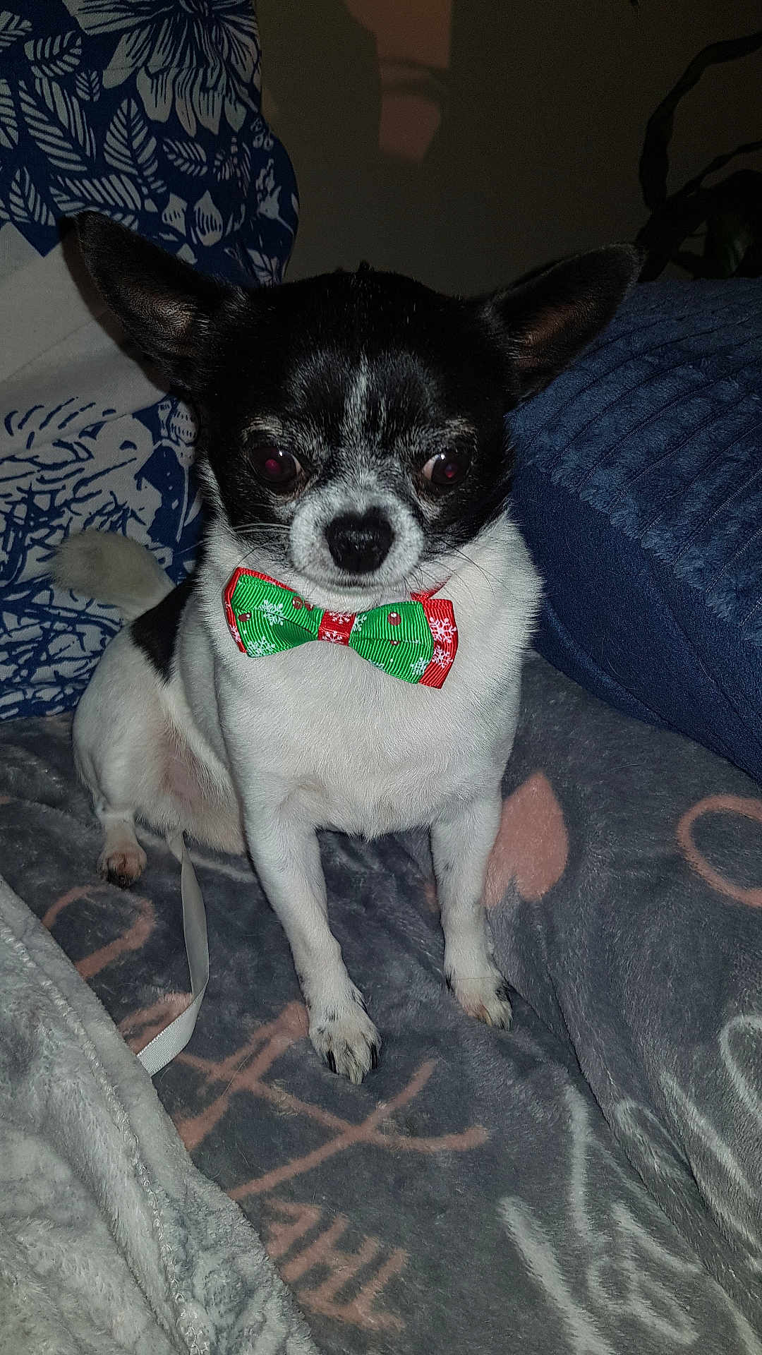 Booba participe au concours pour gagner de l'argent avec cette photo : dog, chihuahua, bow_tie, black_and_white, pet, indoor, blanket, cushion, small_dog, sitting, cute, animal, portrait, furry, companion, domestic_animal, cozy, fur, indoors, decor