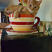 Peyton is registered to the contest to win money with this photo: abyssinian, animal, art, beverage, bowl, cat, closet, coffee, coffeecup, cup, furniture, kitten, manx, mixingbowl, pet, plywood, porcelain, pottery, saucer, wood