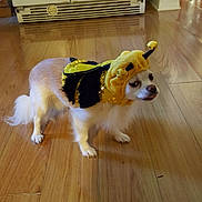 Breesy is registered to the contest to win money with this photo: accessories, animal, appliance, beagle, canine, chihuahua, cockerspaniel, device, dog, electricaldevice, hardwood, hound, indoors, interiordesign, person, pet, plywood, puppy, strap, wood