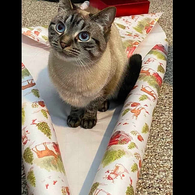 Luna joined the competition — help win amazing prizes! animal, blanket, canine, cat, clothing, couch, egyptiancat, furniture, hosiery, kitten, pet, quilt, siamese, sock, velvet