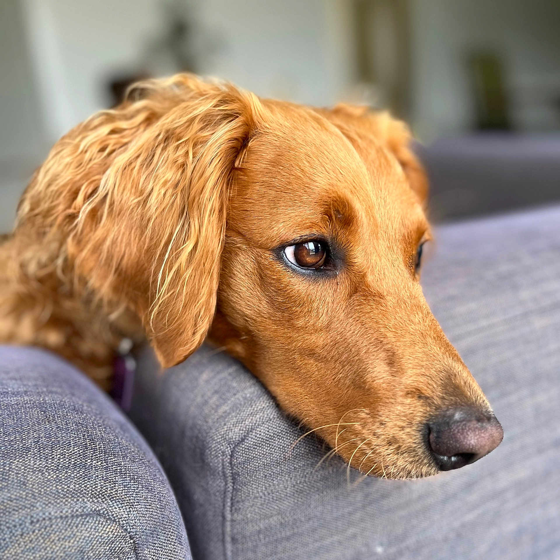 Saidie joined the competition — help win amazing prizes! animal, canine, close_up, contemplative, couch, cozy, curly_fur, dog, domestic, expression, eyes, fur, golden_brown, head, home, indoor, pet, resting, snout, soft_light