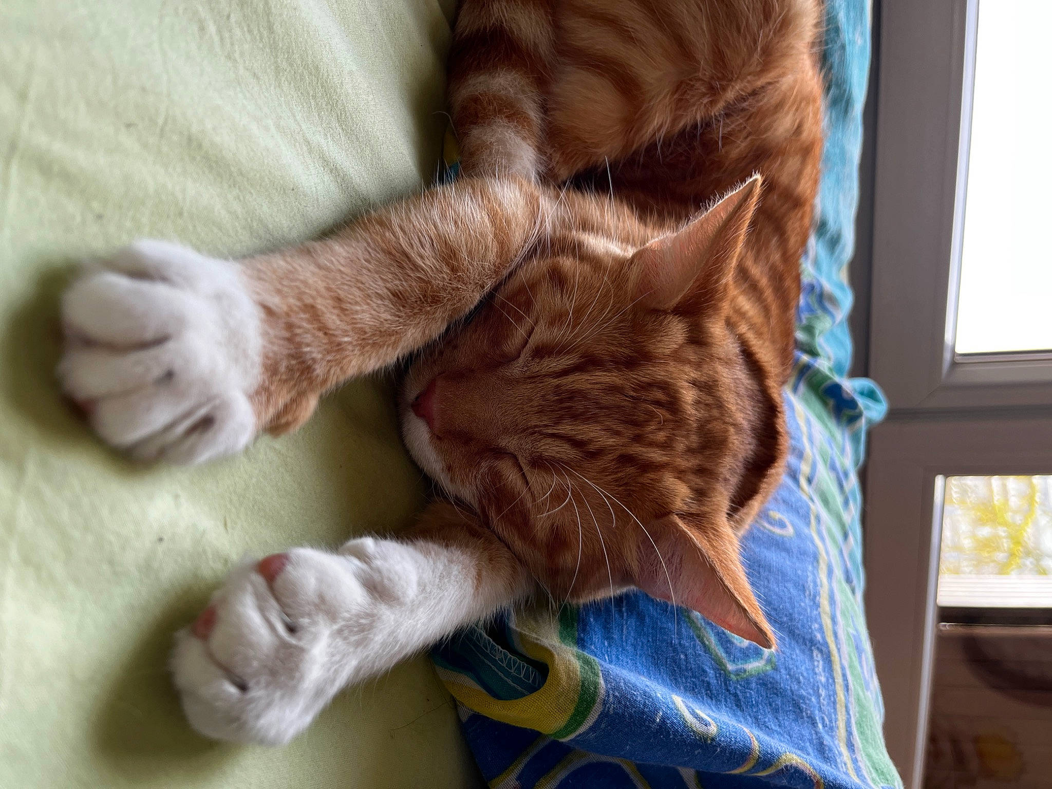 Falco a rejoint le concours — aidez-le/la à gagner de superbes lots ! carnivore, cat, cat_supply, comfort, ear, fawn, felidae, finger, flooring, fur, gesture, human_leg, leg, small_to_medium_sized_cats, tail, textile, whiskers, window, wood, wool