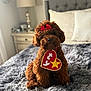 dog, brown_dog, curly_fur, red_bow, heart_shaped_tag, bedroom, bed, gray_blanket, pillow, lamp, furniture, indoor, pet, cute, fluffy, sitting, decor, cozy, animal, companion