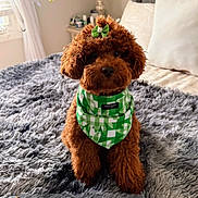 Gigi joined the competition — help win amazing prizes! dog, brown_dog, poodle, bandana, green_bow, green_bandana, plush_rug, gray_rug, indoor, pet, cute, fluffy, sitting, looking_at_camera, cozy, bedroom, decor, soft_light, fur, small_dog
