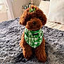 dog, brown_dog, poodle, bandana, green_bow, green_bandana, plush_rug, gray_rug, indoor, pet, cute, fluffy, sitting, looking_at_camera, cozy, bedroom, decor, soft_light, fur, small_dog