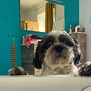 Pablo participe au concours pour gagner de l'argent avec cette photo : dog, bathroom, bathtub, pet, curious, fur, mirror, teal_wall, paws, indoor, furniture, towel, cabinet, curtain, wooden_table, basket, roll_towel, cleaning_products, pet_face, looking_up