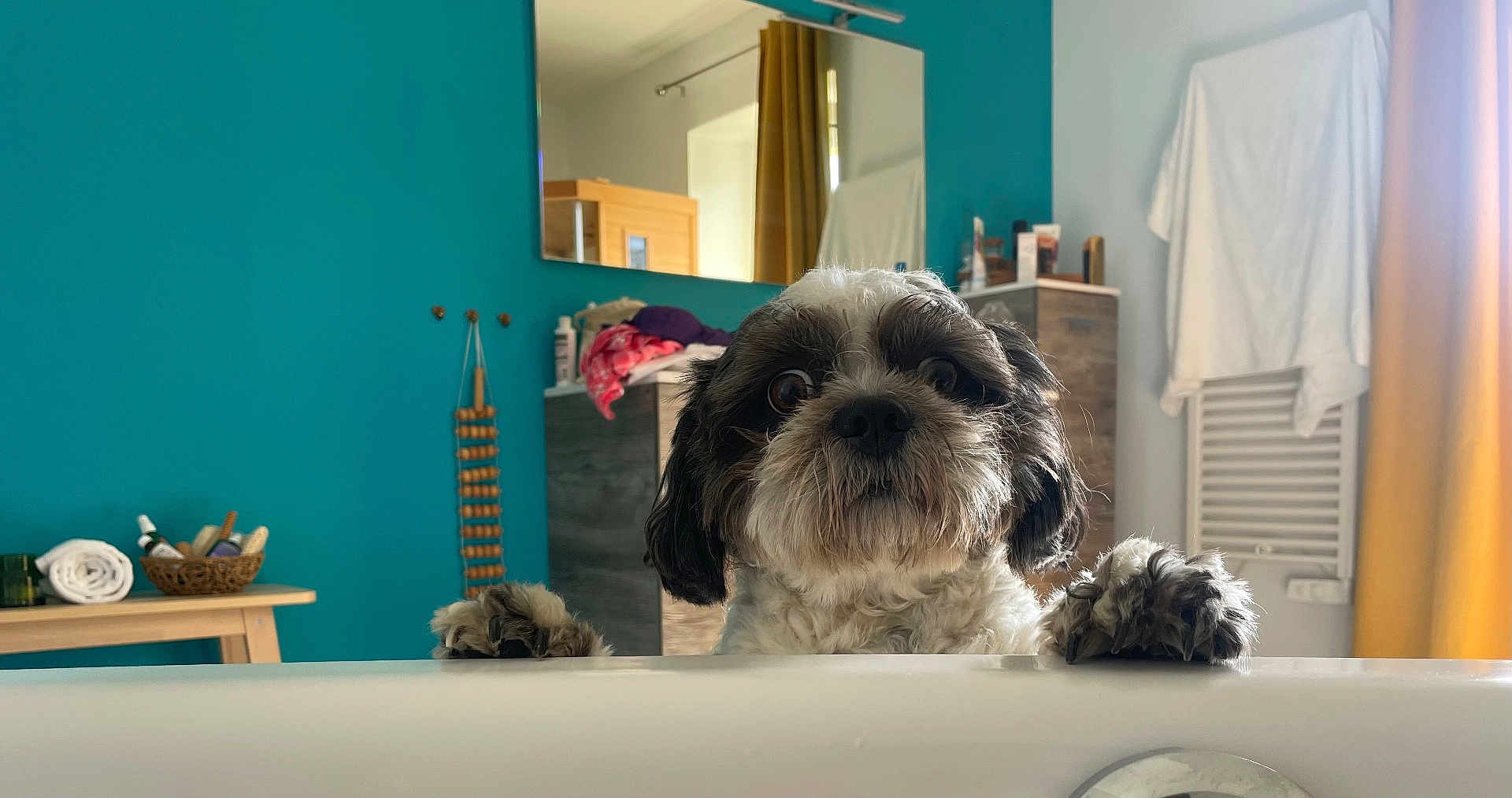 Pablo participe au concours pour gagner de l'argent avec cette photo : dog, bathroom, bathtub, pet, curious, fur, mirror, teal_wall, paws, indoor, furniture, towel, cabinet, curtain, wooden_table, basket, roll_towel, cleaning_products, pet_face, looking_up