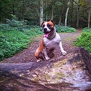 Dillinger participe au concours pour gagner de l'argent avec cette photo :
