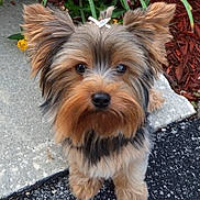 Rocky is registered to the contest to win money with this photo: dog, small_dog, fluffy, cute, ears, bow, flower, pink_flower, red_flower, green_leaves, pavement, sidewalk, outdoor, pet, animal, fur, garden, closeup, adorable, attentive