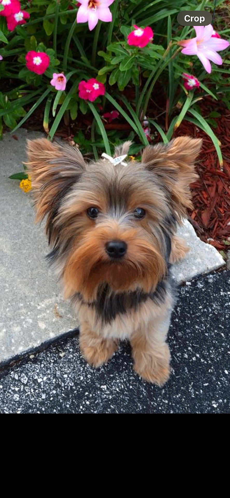 Rocky is registered to the contest to win money with this photo: dog, small_dog, fluffy, cute, ears, bow, flower, pink_flower, red_flower, green_leaves, pavement, sidewalk, outdoor, pet, animal, fur, garden, closeup, adorable, attentive