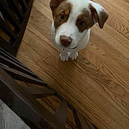 Remi joined the competition — help win amazing prizes! adorable, animal, brown_and_white, canine, companion, cute, dog, domestic_dog, floor, fur, indoor, looking_up, pet, pet_animal, puppy, railing, small_dog, wooden_floor, wooden_railing, young_dog