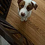 adorable, animal, brown_and_white, canine, companion, cute, dog, domestic_dog, floor, fur, indoor, looking_up, pet, pet_animal, puppy, railing, small_dog, wooden_floor, wooden_railing, young_dog
