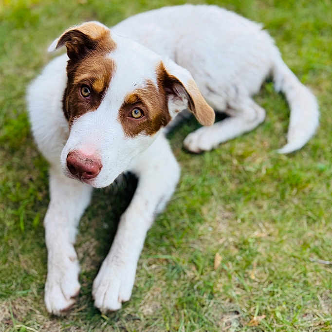 Remi is registered to the contest to win money with this photo: animal, brown, canine, cute, dog, domestic, ears, eyes, friendly, fur, grass, lying_down, mammal, nature, nose, outdoor, pet, portrait, white, young