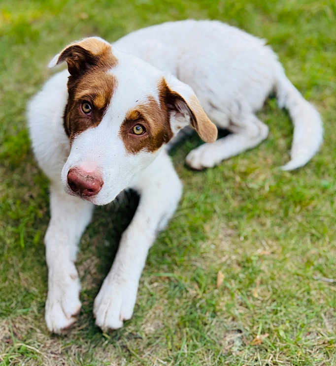 Remi is registered to the contest to win money with this photo: animal, brown, canine, cute, dog, domestic, ears, eyes, friendly, fur, grass, lying_down, mammal, nature, nose, outdoor, pet, portrait, white, young